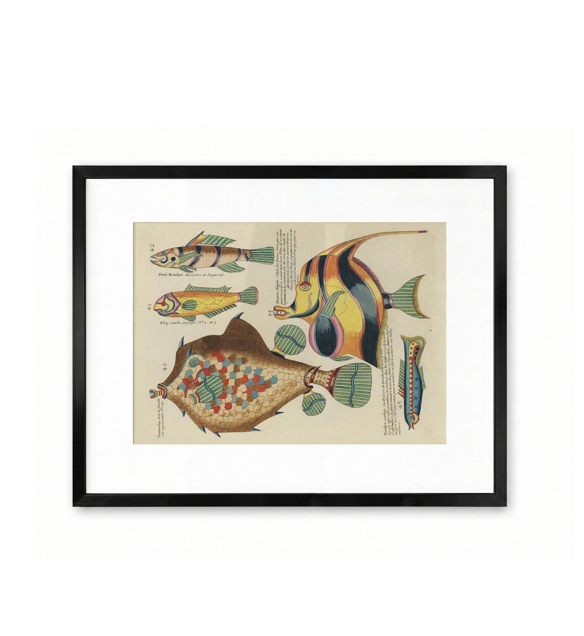 Poissons Extraordinaires des Indes / Louis Renard & Samuel Fallours
