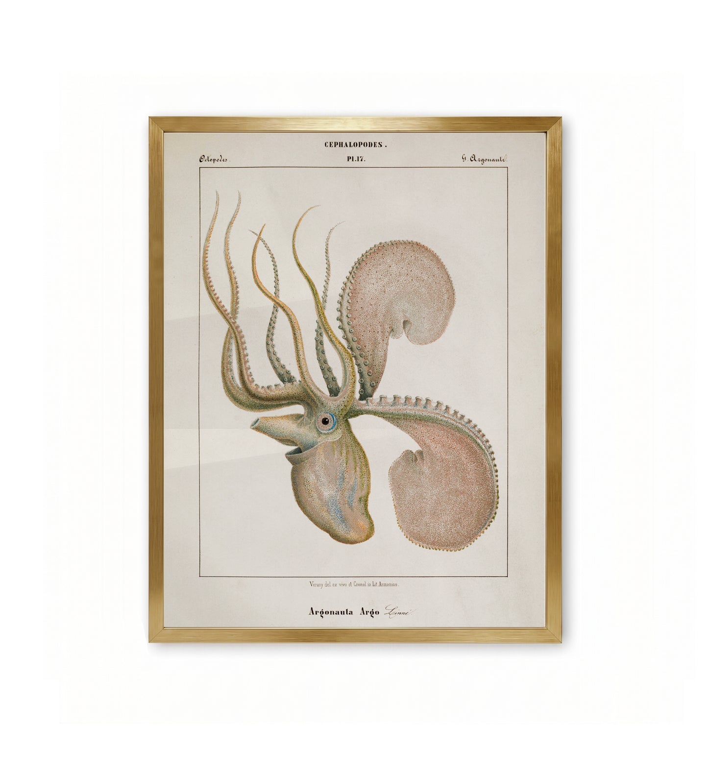 Argonauta Argo. 17 / Jean-Baptiste Vérany