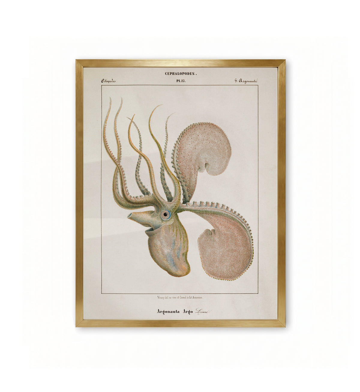 Argonauta Argo. 17 / Jean-Baptiste Vérany
