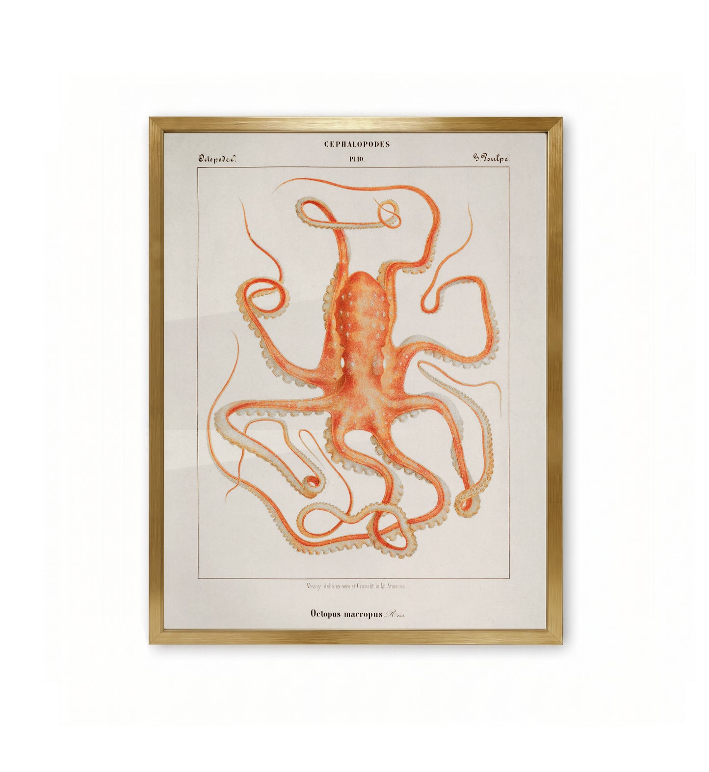 Octopus Macropus / Jean-Baptiste Vérany
