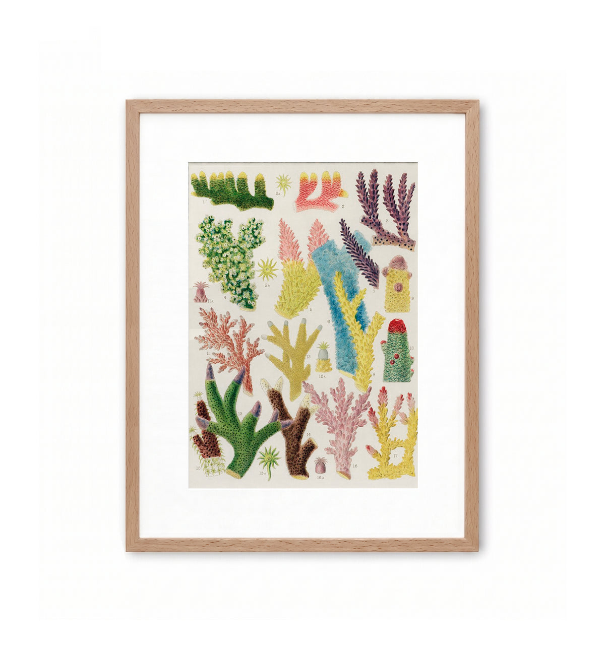 Great Barrier Reef Corals / William Saville-Kent