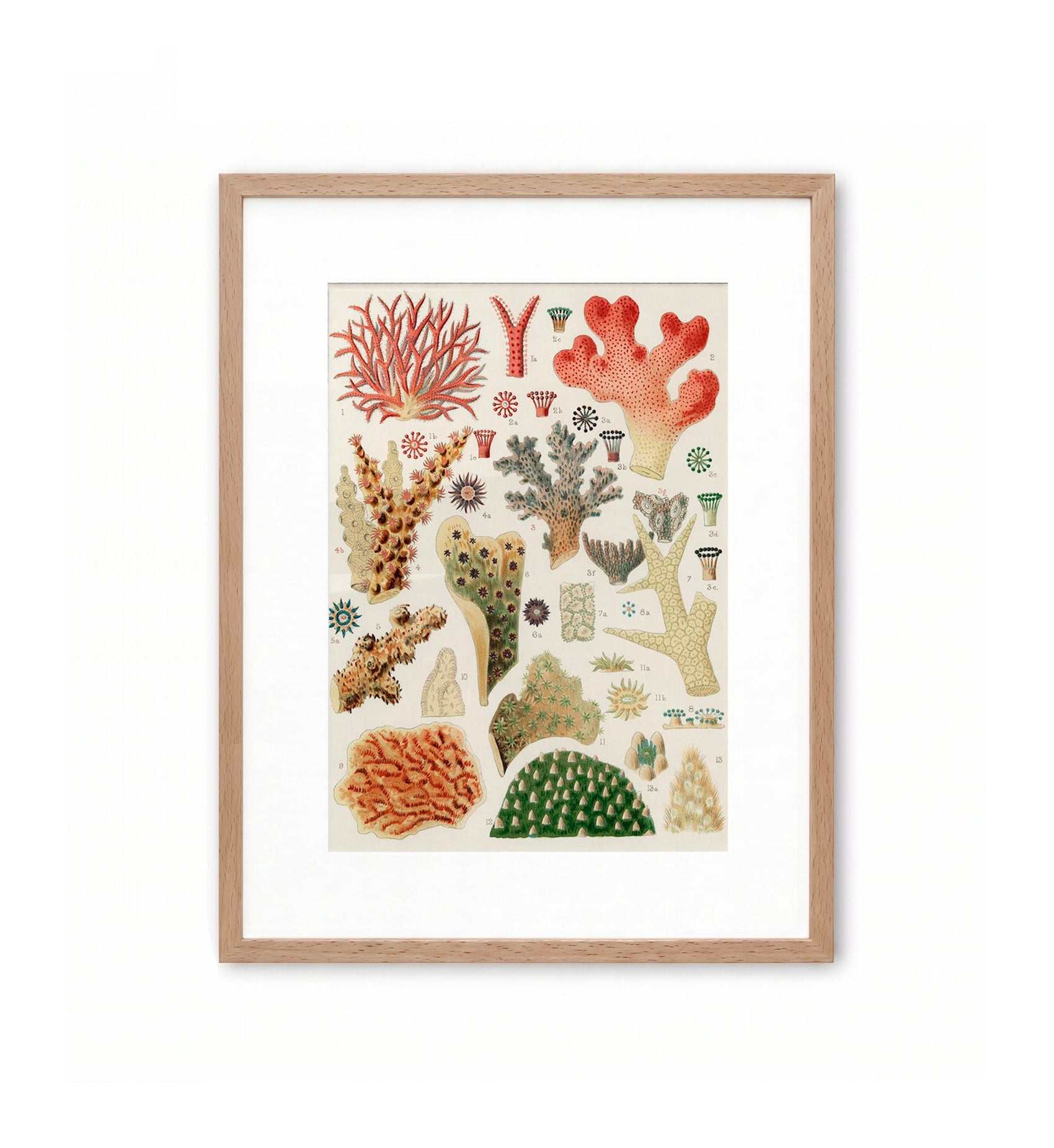 Great Barrier Reef Corals II / William Saville-Kent