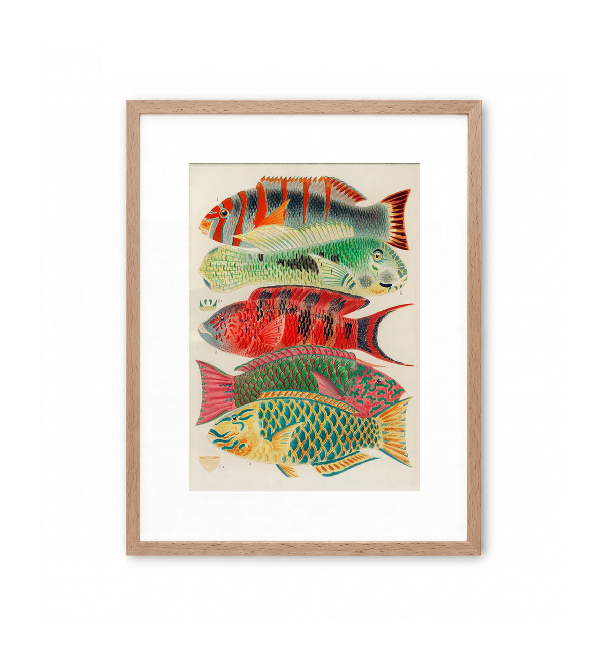 Great Barrier Reef Fishes / William Saville-Kent
