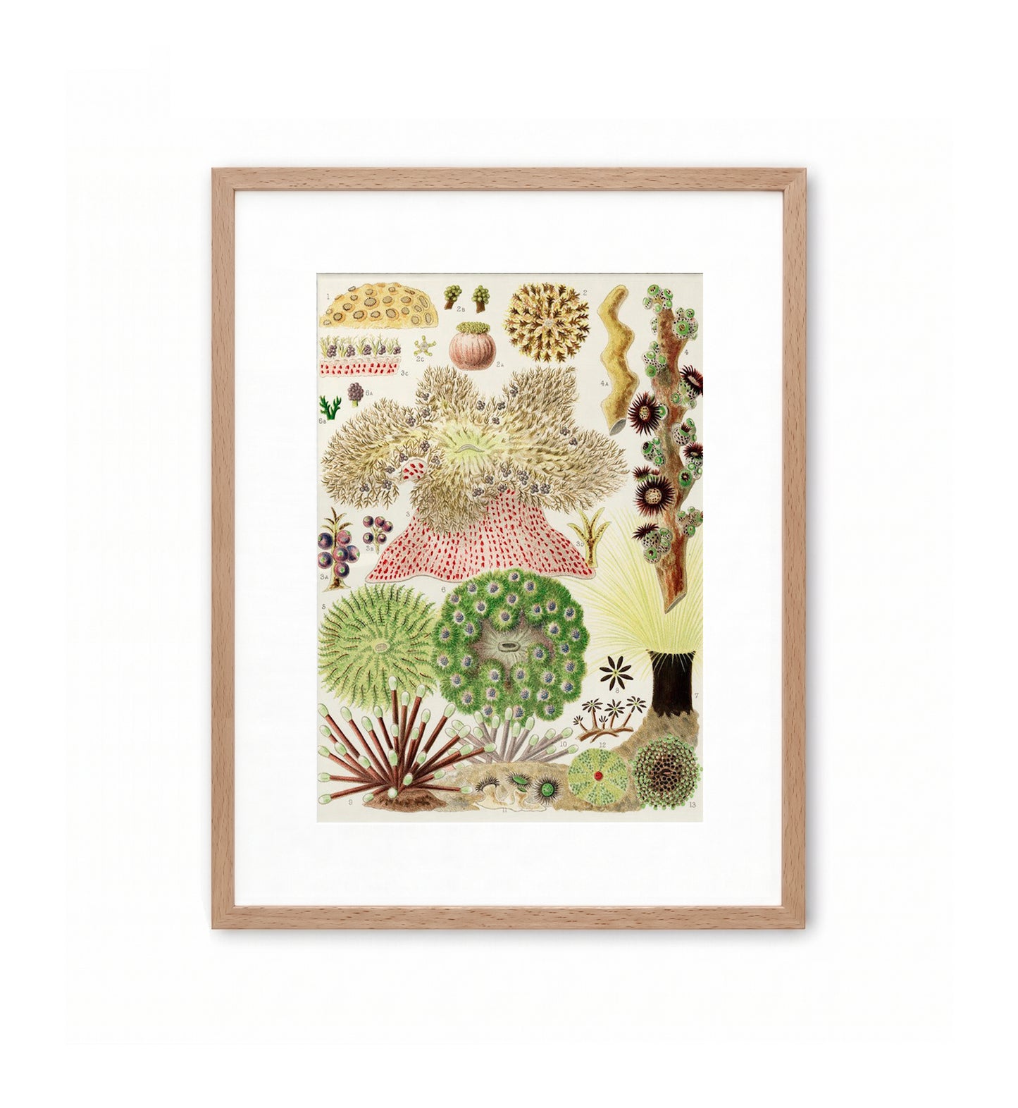 Great Barrier Reef Anemones / William Saville-Kent