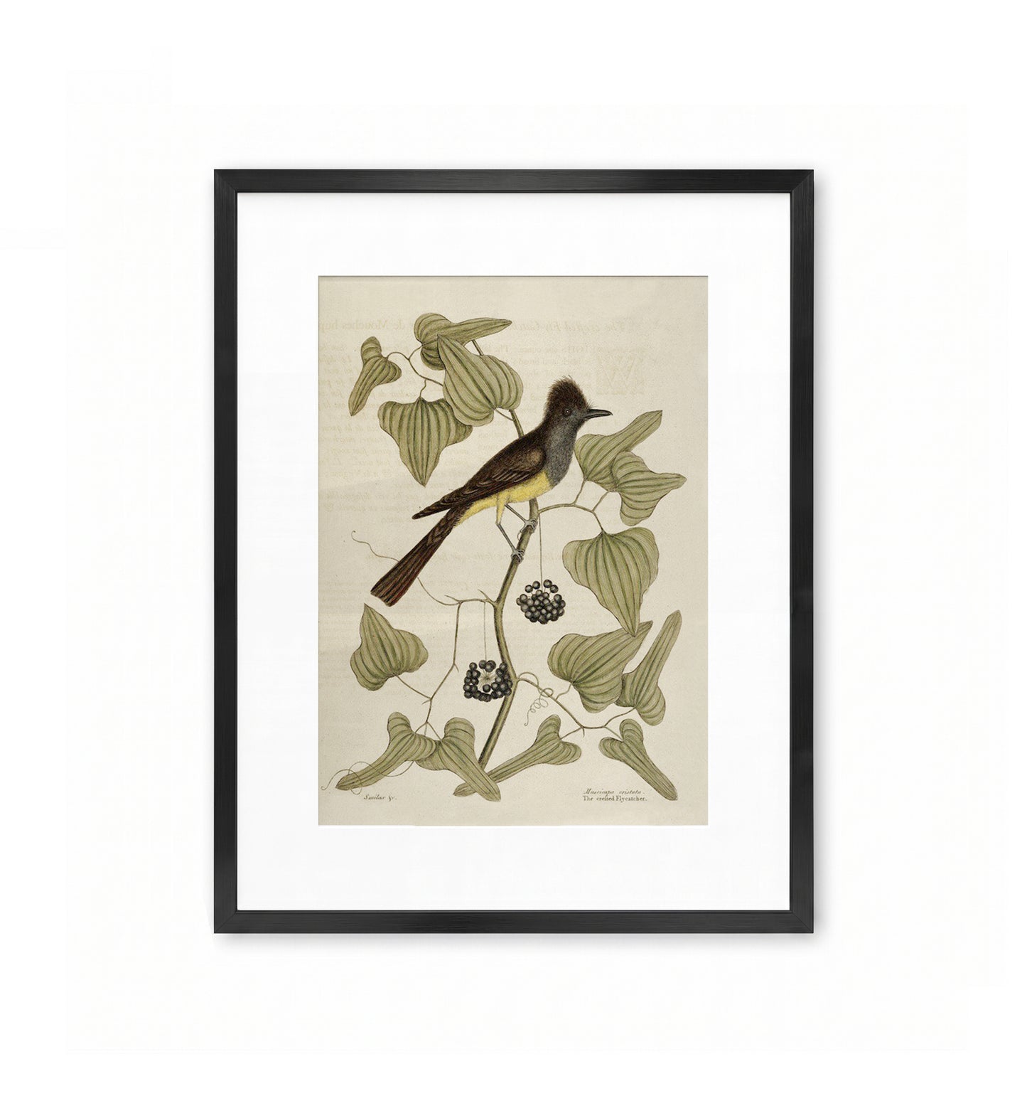 The Crested Flycatcher / Mark Catesby