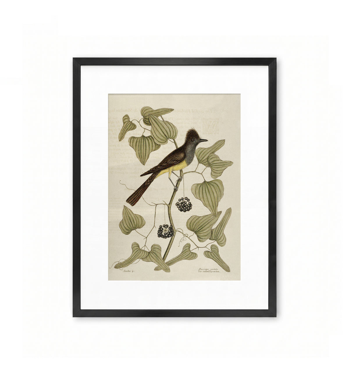 The Crested Flycatcher / Mark Catesby