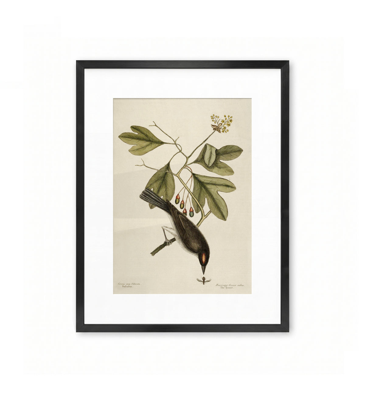 Sassafras / Mark Catesby