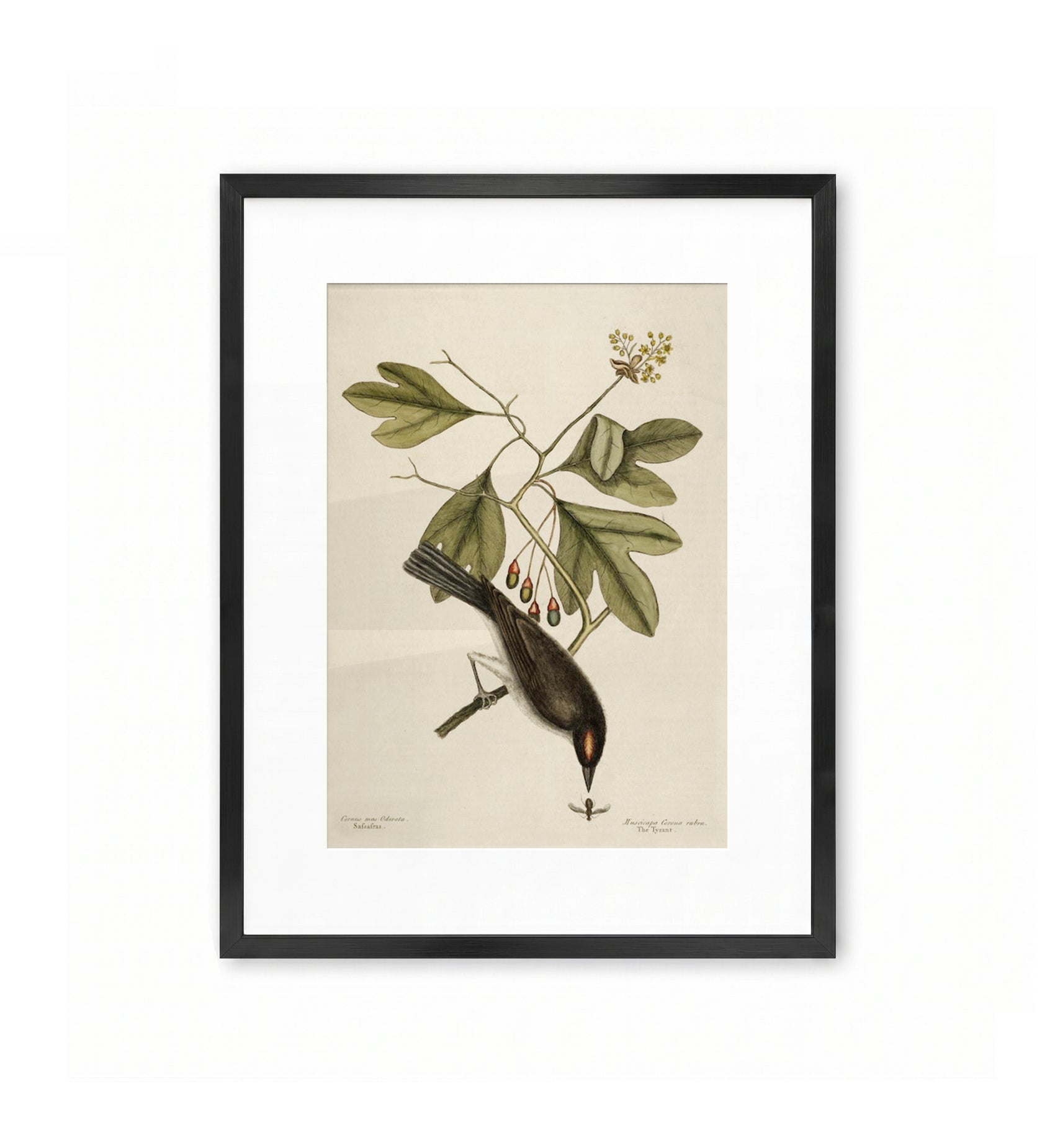 Sassafras / Mark Catesby