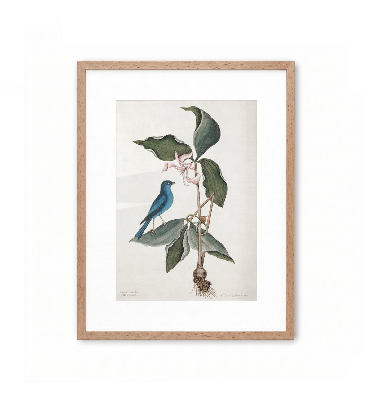 The Blue Linnet / Mark Catesby
