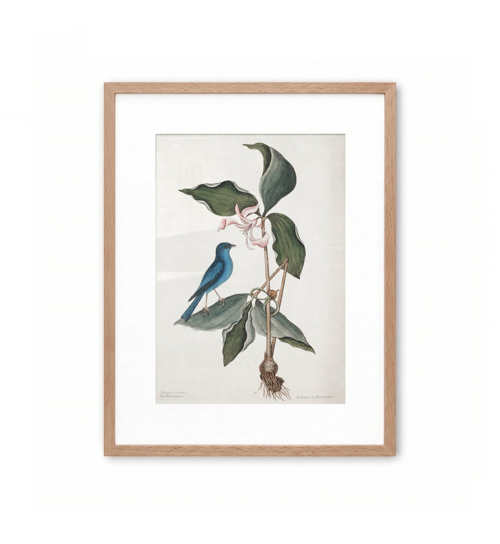The Blue Linnet / Mark Catesby