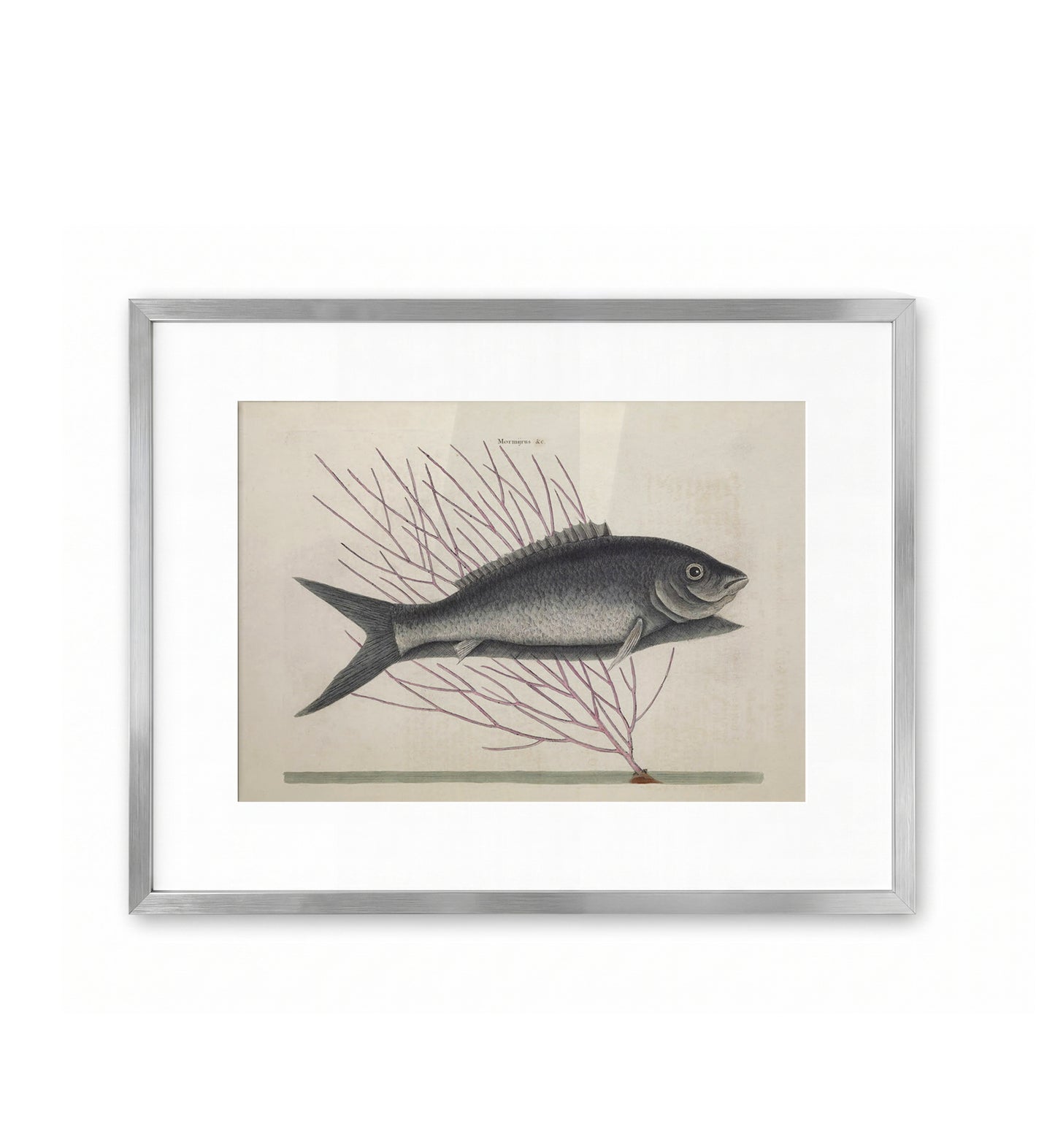The Bone Fish T13  / Mark Catesby