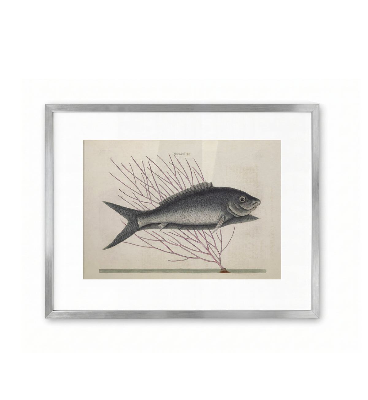 The Bone Fish T13  / Mark Catesby