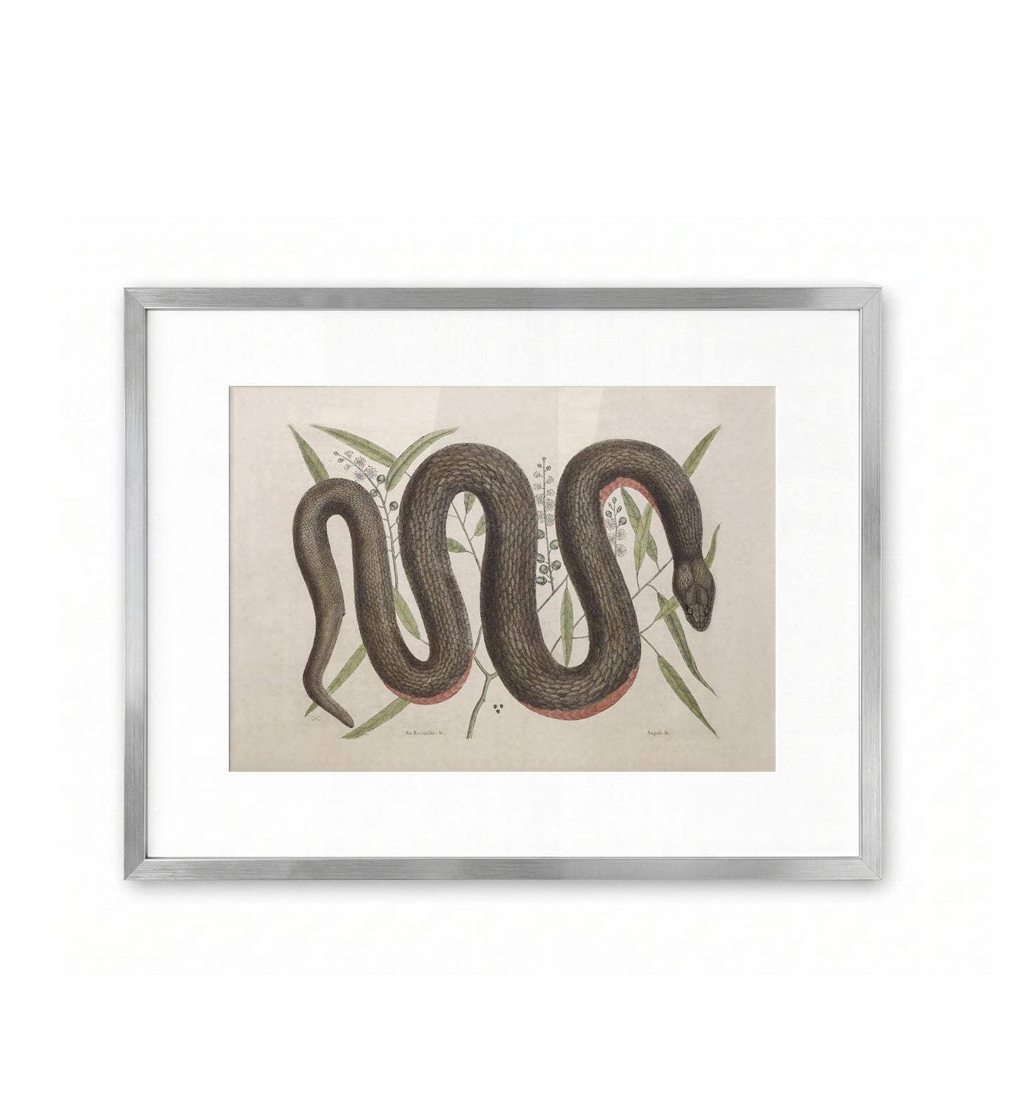 Copper-belly Snake / Mark Catesby