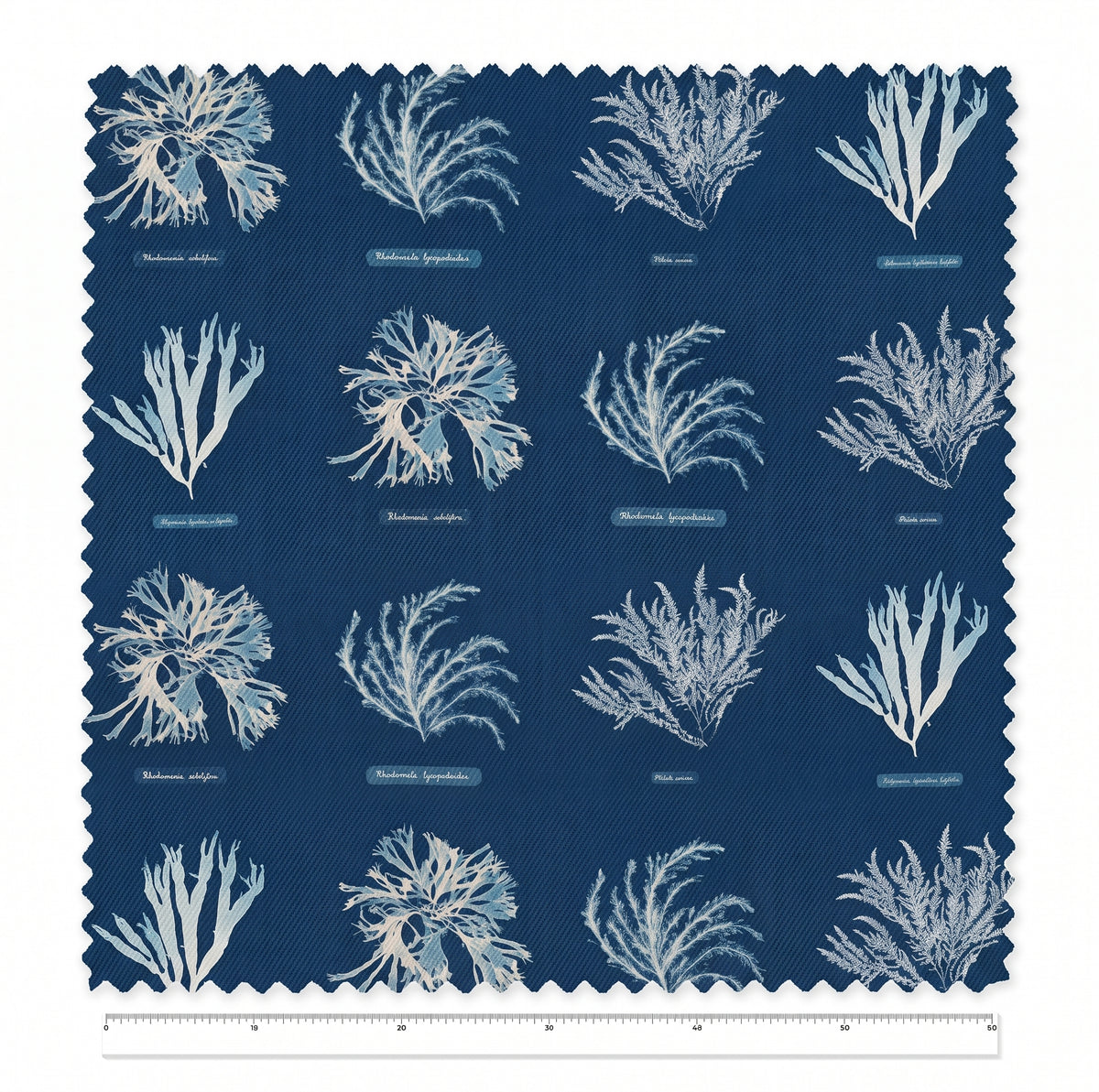 Photographs of British Algae / Anna Atkins